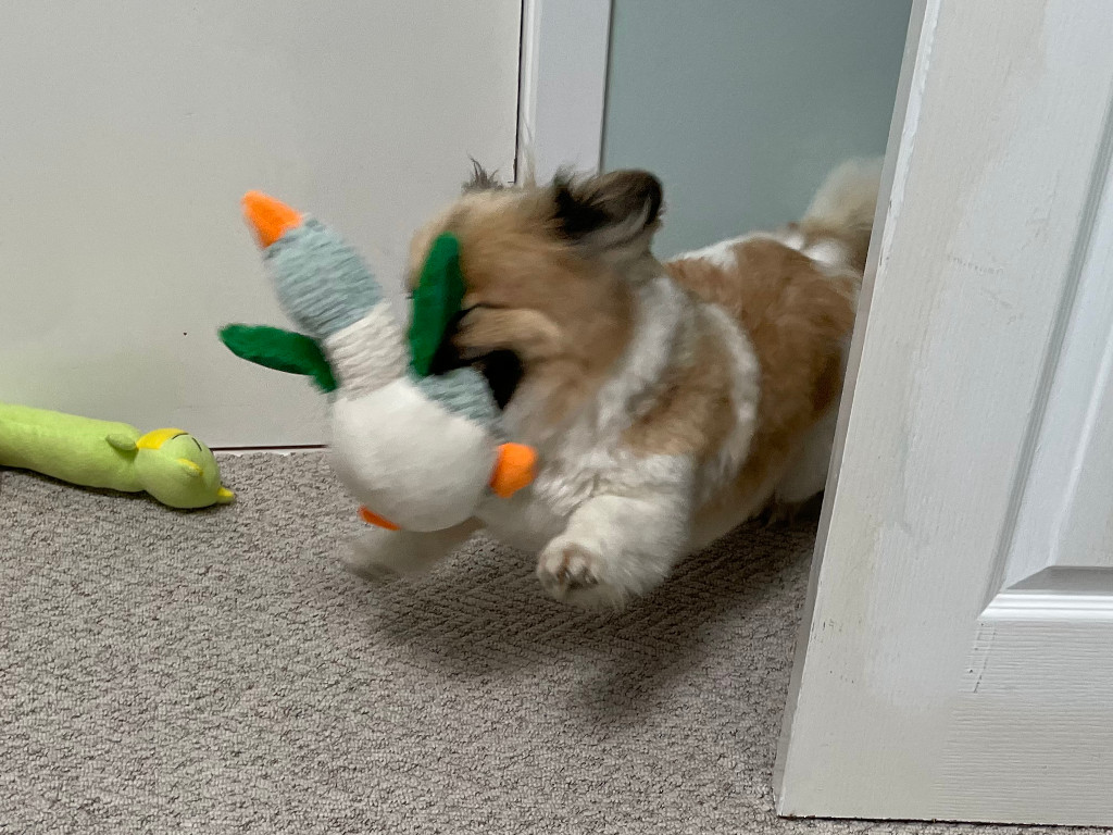Action shot of Chapi running with a plush toy duck in his mouth